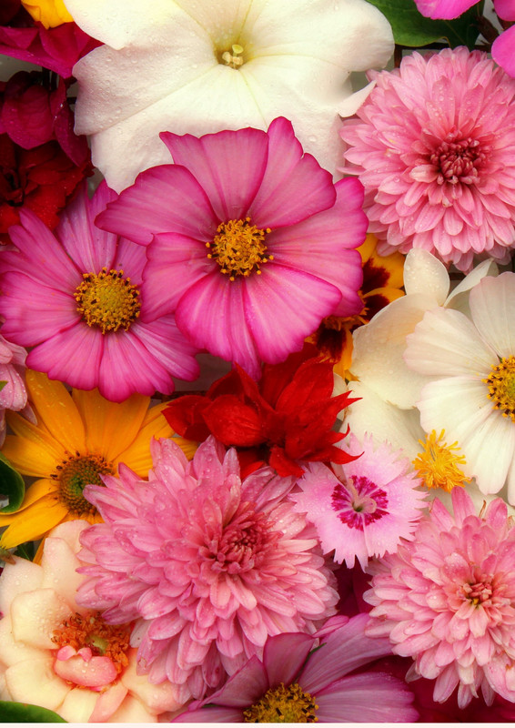 “Ramos que deslumbran por su variedad.”